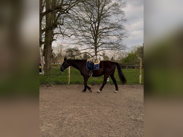 Mecklenburger Warmblut Wallach 19 Jahre 165 cm Rappe in Breechen