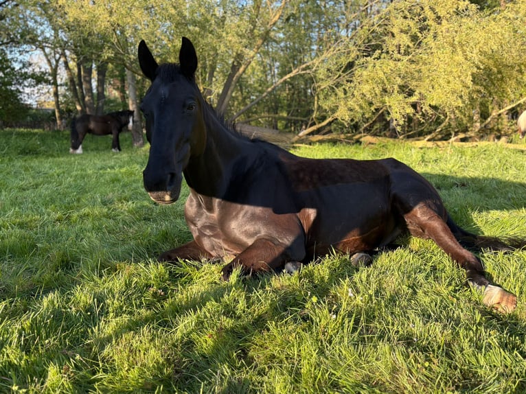 Mecklenburger Warmblut Wallach 19 Jahre 165 cm Rappe in Breechen