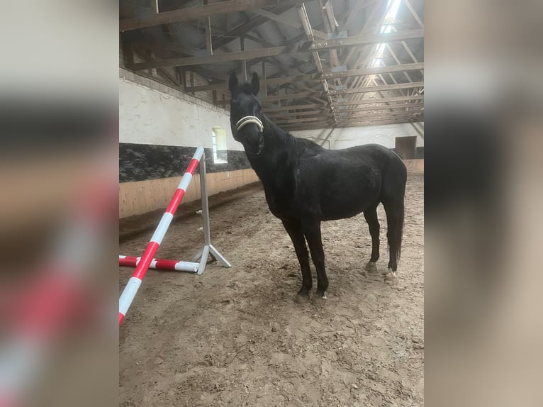 Mecklenburger Warmblut Wallach 19 Jahre 165 cm Rappe in Breechen