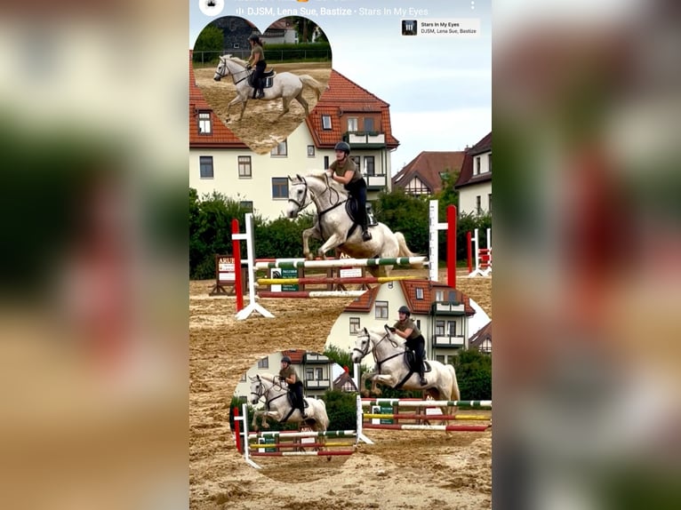 Mecklenburger Warmblut Wallach 19 Jahre 165 cm Schimmel in Zwickau