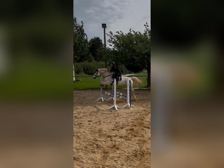 Mecklenburger Warmblut Wallach 19 Jahre 165 cm Schimmel in Zwickau