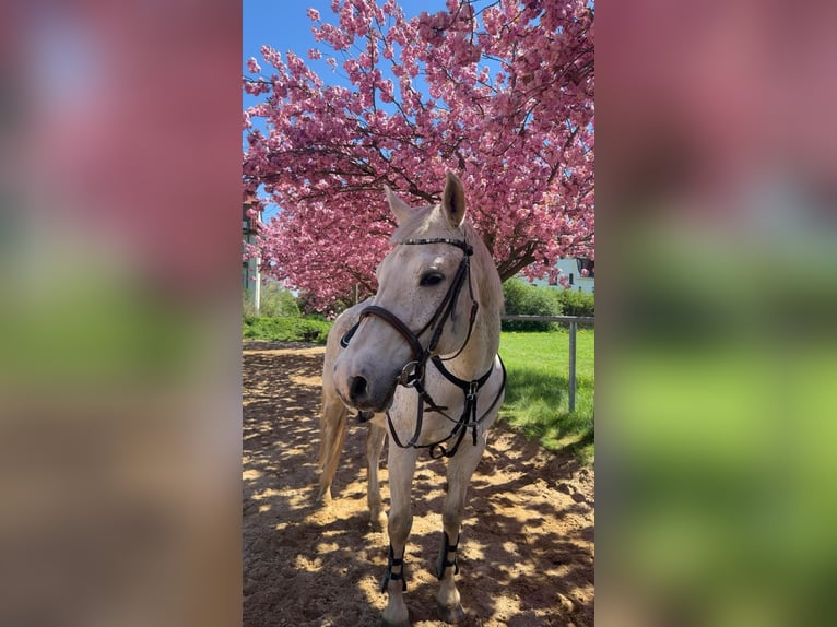 Mecklenburger Warmblut Wallach 19 Jahre 165 cm Schimmel in Zwickau