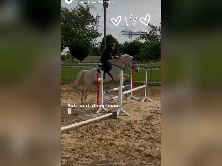 Mecklenburger Warmblut Wallach 19 Jahre 165 cm Schimmel in Zwickau