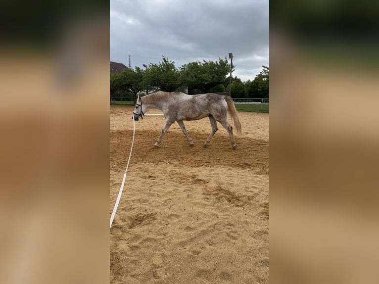 Mecklenburger Warmblut Wallach 19 Jahre 165 cm Schimmel in Zwickau