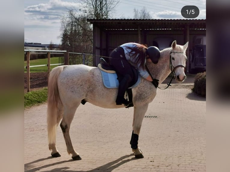 Mecklenburger Warmblut Wallach 19 Jahre 165 cm Schimmel in Zwickau