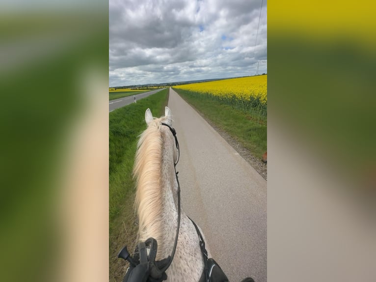 Mecklenburger Warmblut Wallach 19 Jahre 165 cm Schimmel in Zwickau