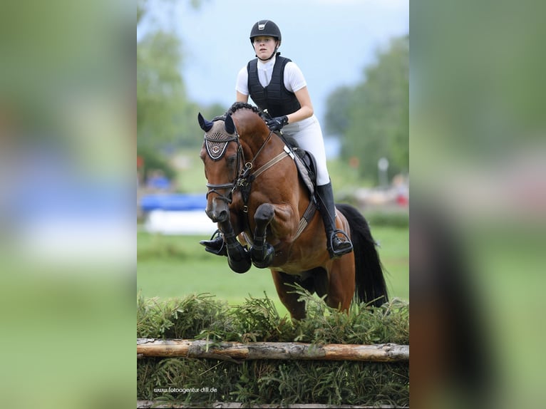 Mecklenburger Warmblut Wallach 19 Jahre 174 cm Brauner in Altfraunhofen
