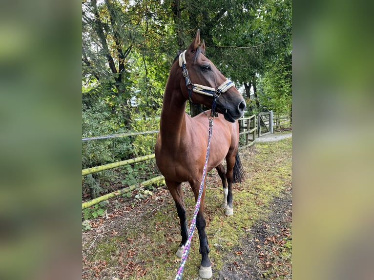 Mecklenburger Warmblut Wallach 19 Jahre 174 cm Brauner in Altfraunhofen