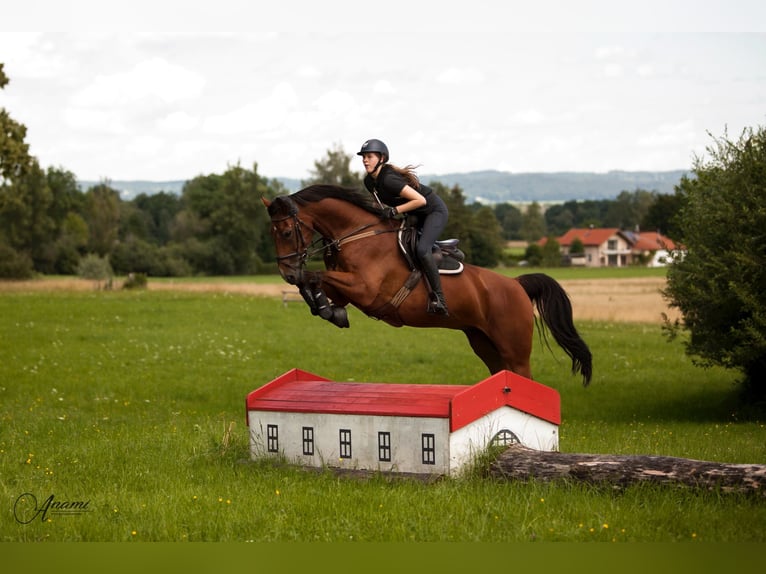 Mecklenburger Warmblut Wallach 19 Jahre 174 cm Brauner in Altfraunhofen