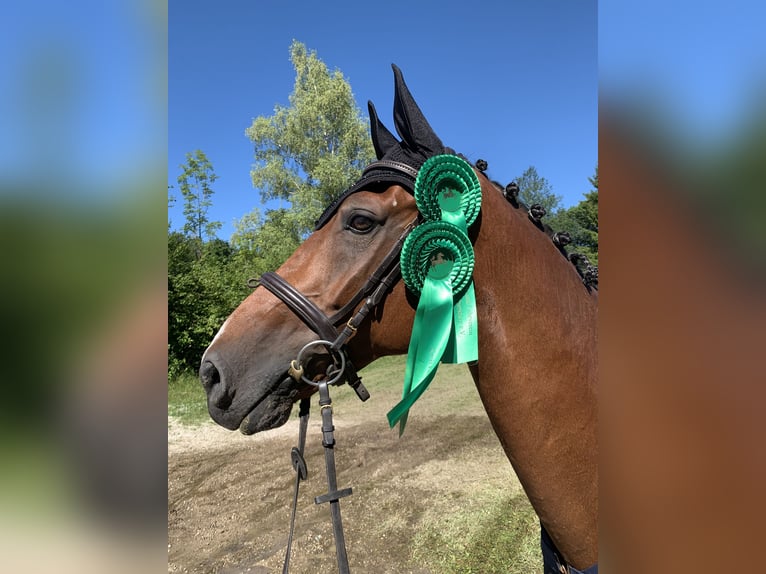 Mecklenburger Warmblut Wallach 19 Jahre 174 cm Brauner in Altfraunhofen