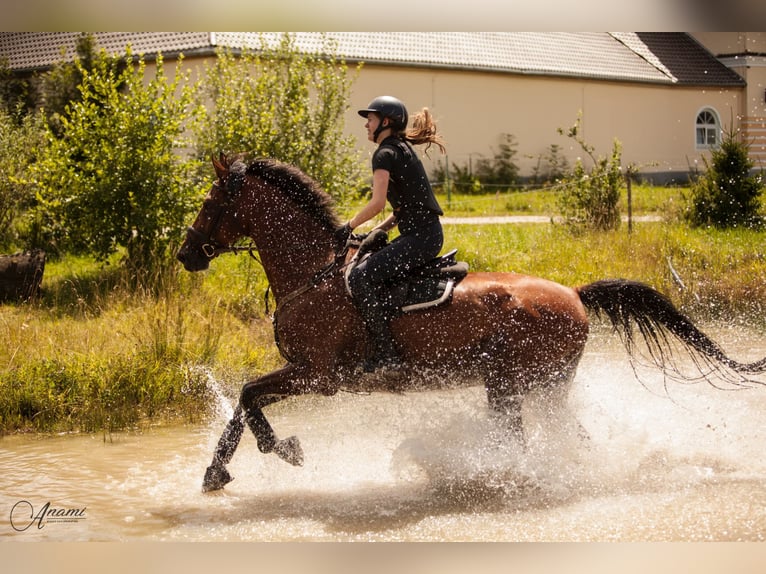 Mecklenburger Warmblut Wallach 19 Jahre 174 cm Brauner in Altfraunhofen