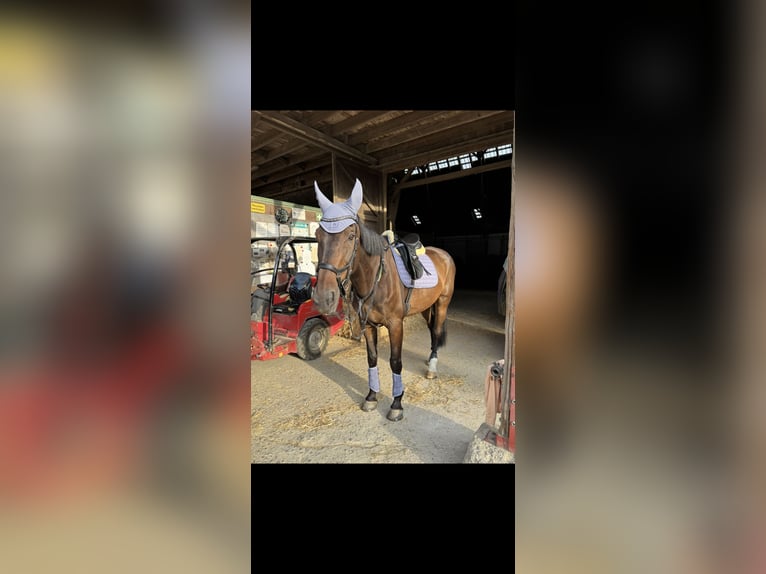 Mecklenburger Warmblut Wallach 19 Jahre Schwarzbrauner in Haan