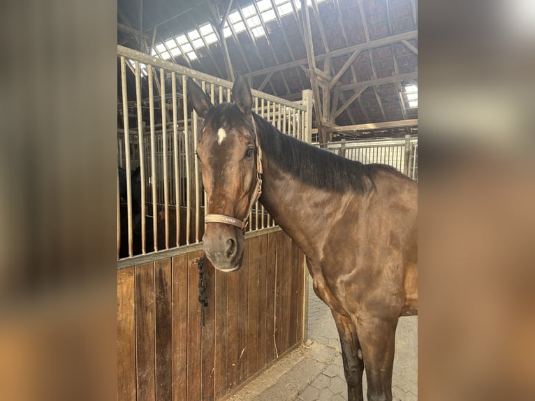 Mecklenburger Warmblut Wallach 19 Jahre Schwarzbrauner in Haan
