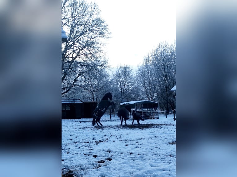 Mecklenburger Warmblut Wallach 20 Jahre 160 cm Schwarzbrauner in Norderstedt, Offenstall