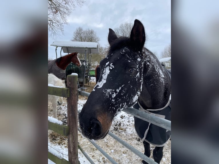 Mecklenburger Warmblut Wallach 20 Jahre 160 cm Schwarzbrauner in Norderstedt, Offenstall