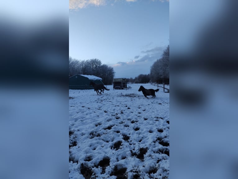 Mecklenburger Warmblut Wallach 20 Jahre 160 cm Schwarzbrauner in Norderstedt, Offenstall