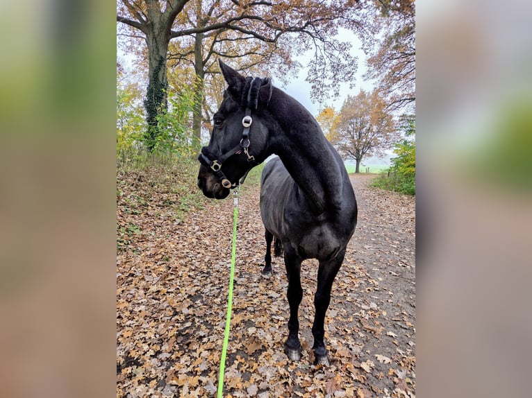 Mecklenburger Warmblut Wallach 20 Jahre 160 cm Schwarzbrauner in Norderstedt, Offenstall