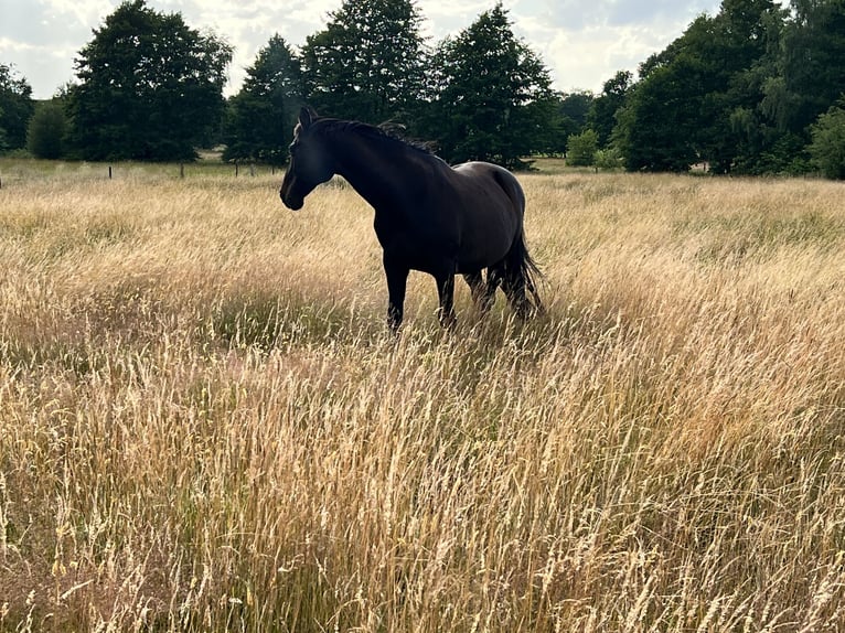 Mecklenburger Warmblut Wallach 20 Jahre 160 cm Schwarzbrauner in Norderstedt, Offenstall