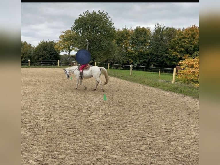 Mecklenburger Warmblut Wallach 20 Jahre 164 cm Schimmel in Sirksfelde