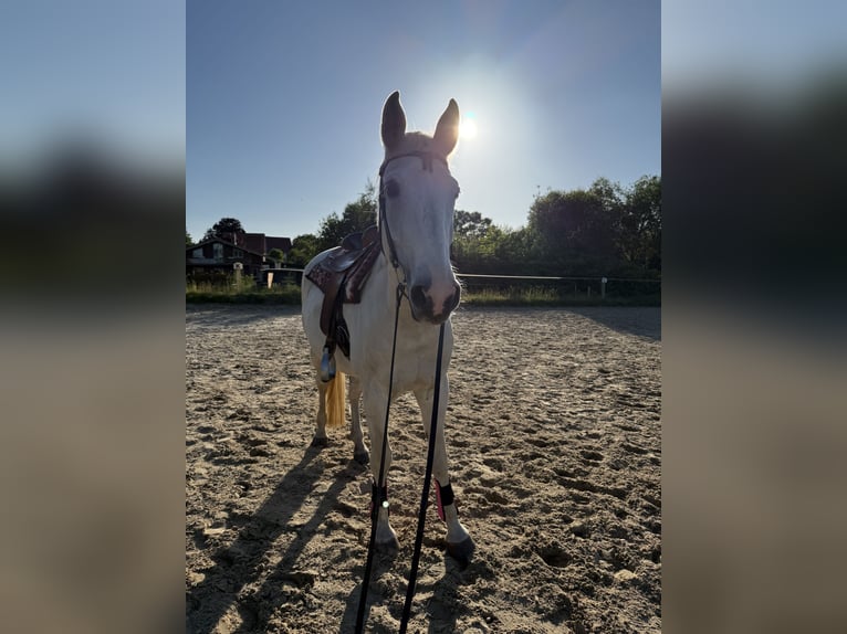 Mecklenburger Warmblut Wallach 20 Jahre 164 cm Schimmel in Sirksfelde