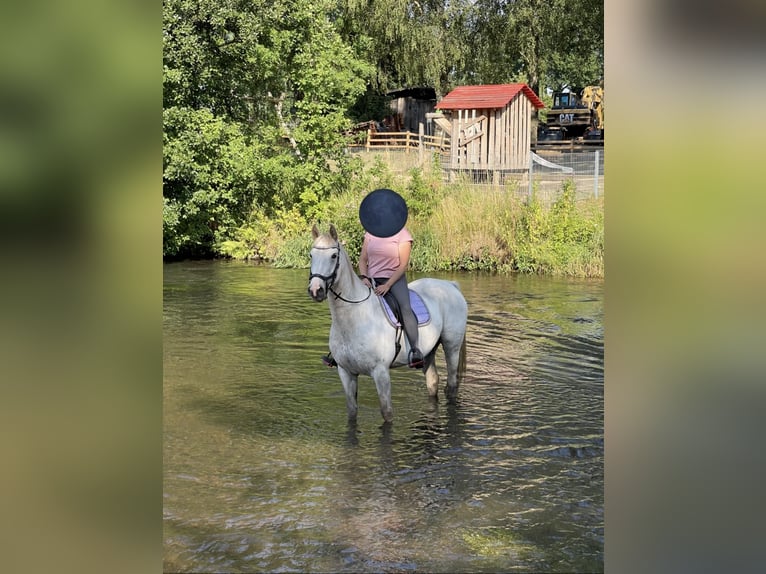 Mecklenburger Warmblut Wallach 20 Jahre 164 cm Schimmel in Sirksfelde