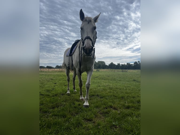 Mecklenburger Warmblut Wallach 20 Jahre 164 cm Schimmel in Sirksfelde