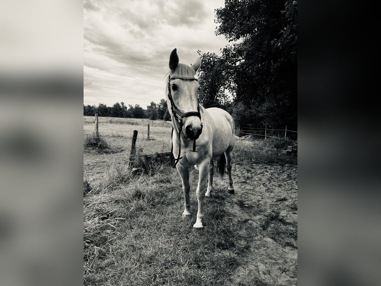 Mecklenburger Warmblut Wallach 20 Jahre 164 cm Schimmel in Sirksfelde