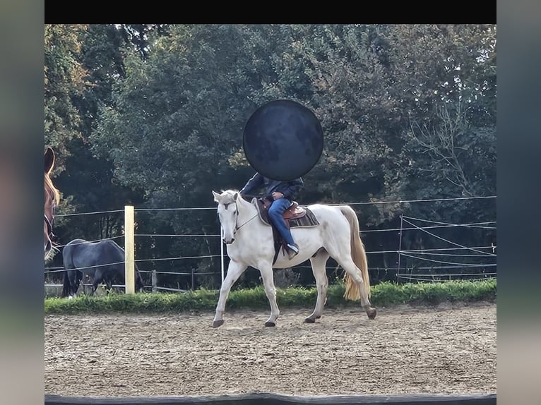Mecklenburger Warmblut Wallach 20 Jahre 164 cm Schimmel in Sirksfelde