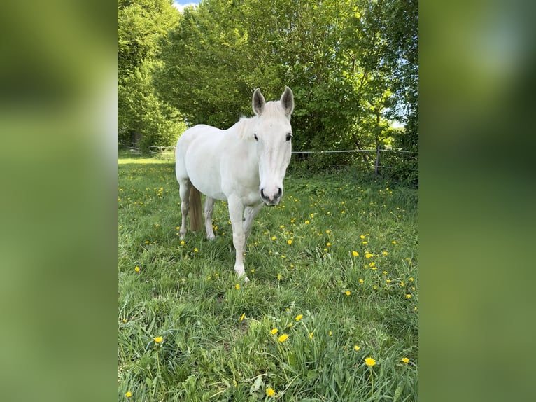Mecklenburger Warmblut Wallach 20 Jahre 164 cm Schimmel in Sirksfelde