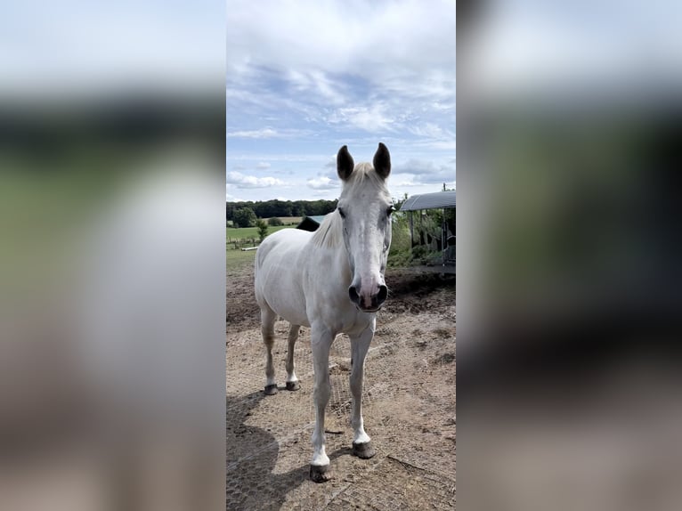 Mecklenburger Warmblut Wallach 20 Jahre 164 cm Schimmel in Sirksfelde