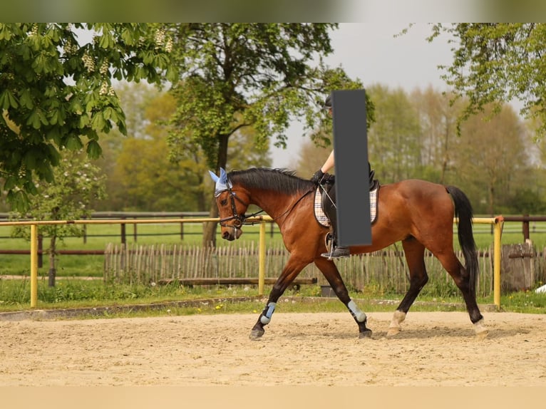 Mecklenburger Warmblut Wallach 21 Jahre 168 cm Brauner in Rheine