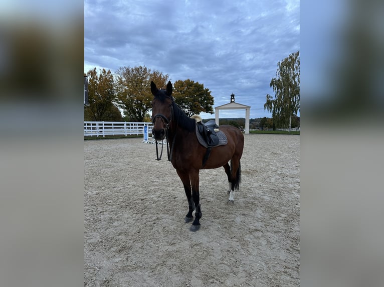 Mecklenburger Warmblut Wallach 21 Jahre 172 cm Brauner in Nordheim