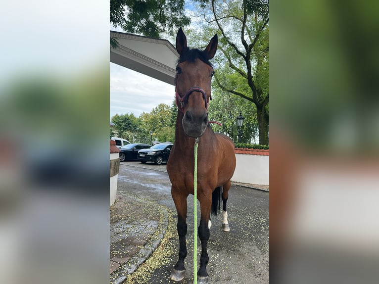 Mecklenburger Warmblut Wallach 21 Jahre 172 cm Brauner in Nordheim