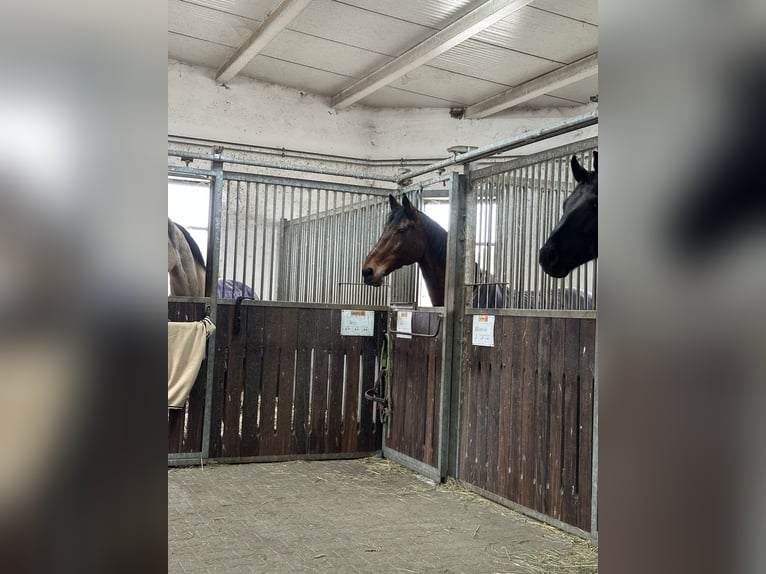 Mecklenburger Warmblut Wallach 21 Jahre 172 cm Brauner in Nordheim