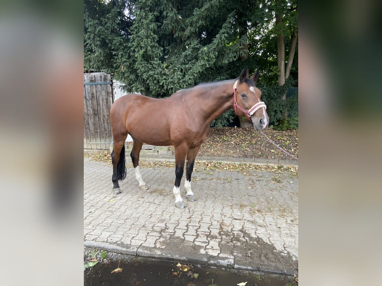 Mecklenburger Warmblut Wallach 22 Jahre 175 cm Brauner in K&#xF6;ln