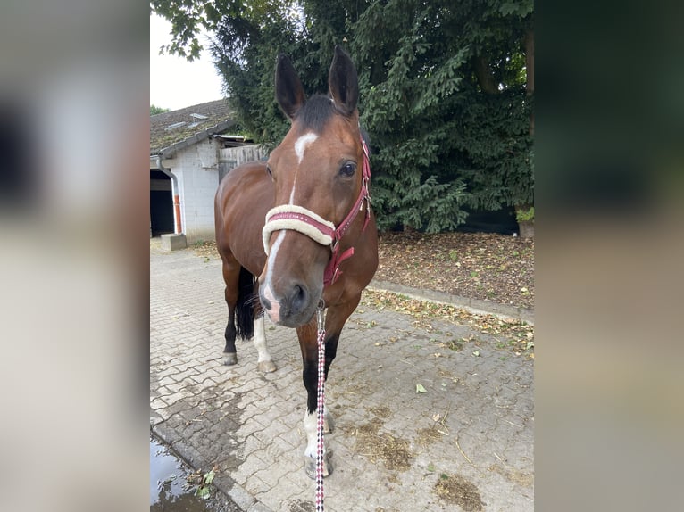 Mecklenburger Warmblut Wallach 22 Jahre 175 cm Brauner in K&#xF6;ln
