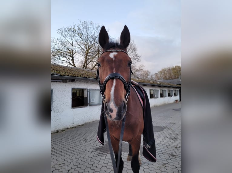 Mecklenburger Warmblut Wallach 22 Jahre 175 cm Brauner in K&#xF6;ln