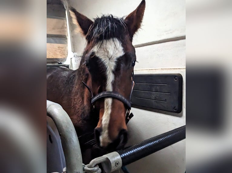 Mecklenburger Warmblut Wallach 2 Jahre Brauner in Greifswald