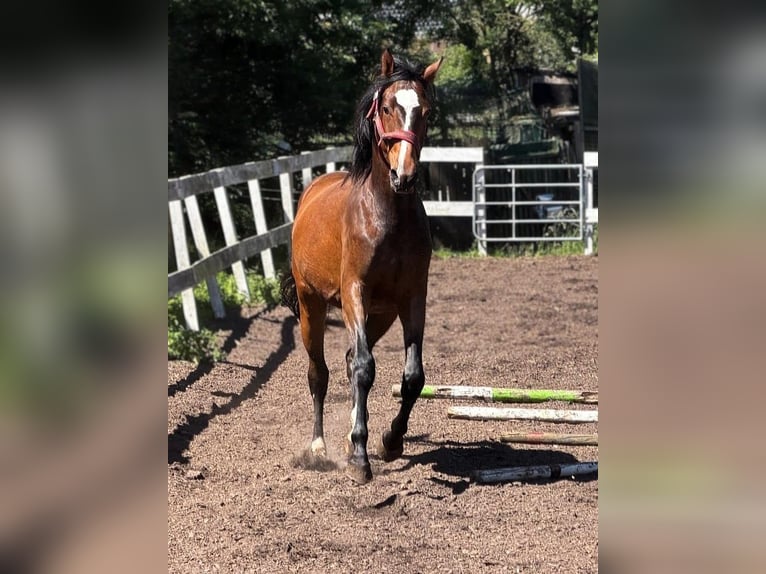 Mecklenburger Warmblut Wallach 2 Jahre Brauner in Greifswald