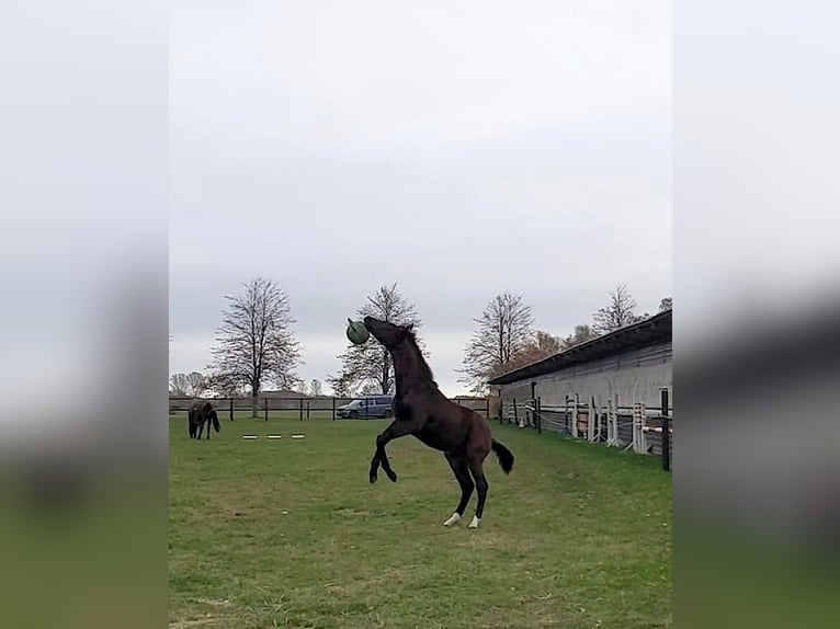 Mecklenburger Warmblut Wallach 2 Jahre Brauner in Greifswald