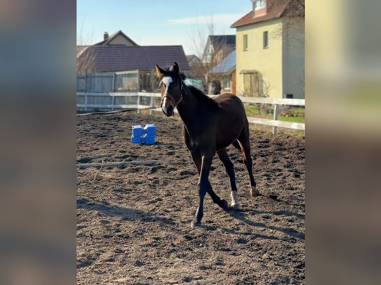 Mecklenburger Warmblut Wallach 2 Jahre Brauner in Greifswald