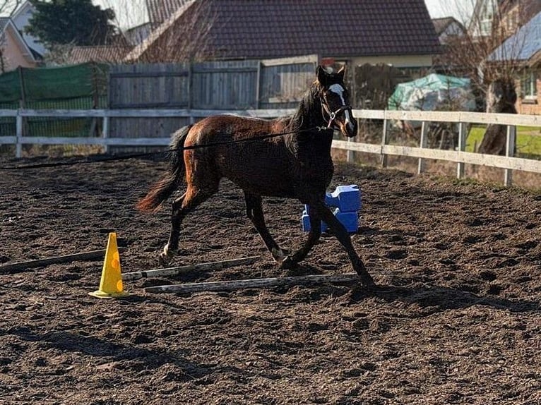 Mecklenburger Warmblut Wallach 2 Jahre Brauner in Greifswald