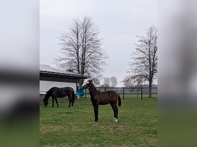 Mecklenburger Warmblut Wallach 2 Jahre Brauner in Greifswald