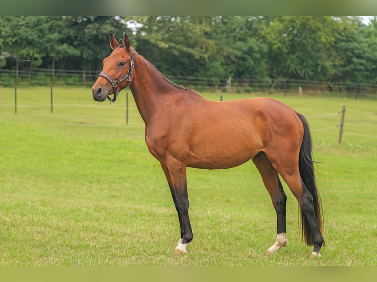 Mecklenburger Warmblut Mix Wallach 3 Jahre 149 cm Fuchs in Jesendorf