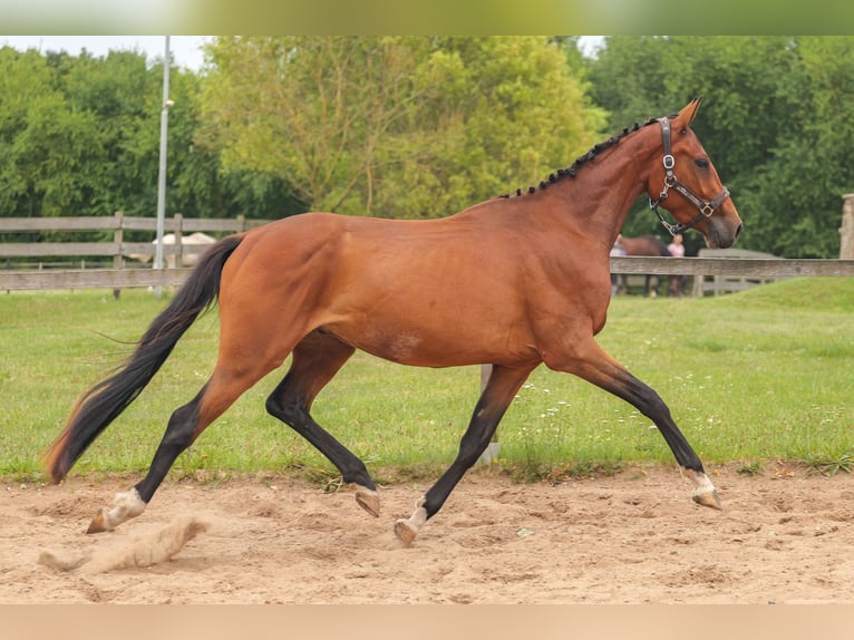 Mecklenburger Warmblut Mix Wallach 3 Jahre 149 cm Fuchs in Jesendorf