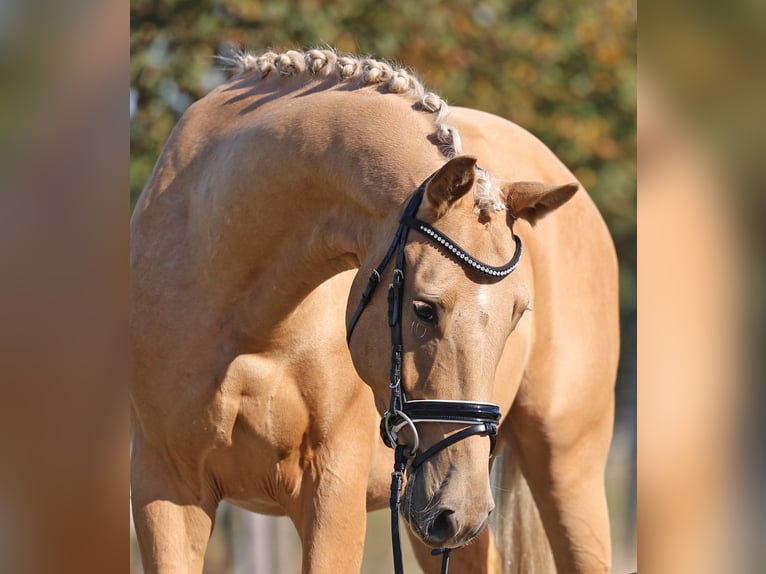 Mecklenburger Warmblut Wallach 3 Jahre 161 cm Palomino in Loewenberger Land, 30 min. von Berlin