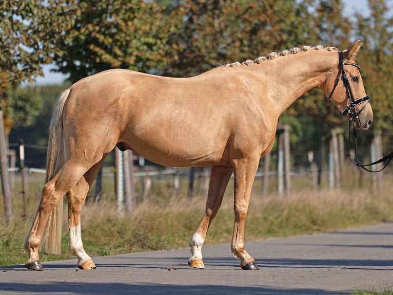 Mecklenburger Warmblut Wallach 3 Jahre 161 cm Palomino in Loewenberger Land, 30 min. von Berlin