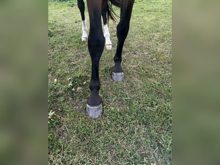 Mecklenburger Warmblut Wallach 3 Jahre 162 cm Brauner in Usedom