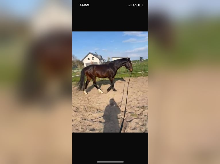 Mecklenburger Warmblut Wallach 3 Jahre 163 cm Brauner in Usedom