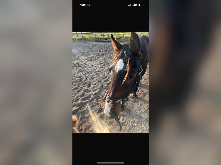 Mecklenburger Warmblut Wallach 3 Jahre 163 cm Brauner in Usedom